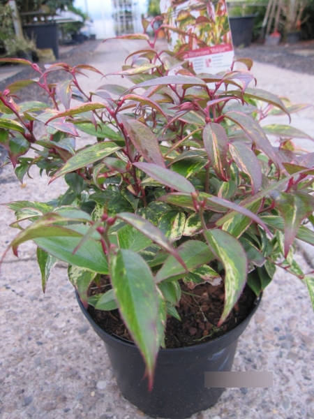 Traubenheide Makijaz - Leucothoe fontanesiana Makijaz